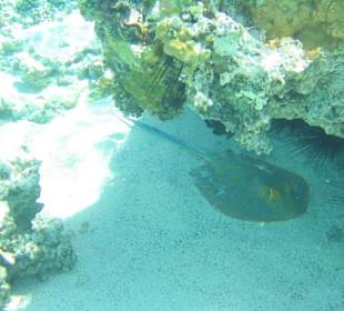 Schnorcheln in der Lagune