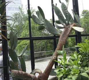 Alter Botanischer Garten