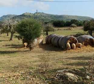 Landwirtschaft bei Torre de Canyamel