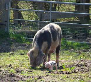 Muttersau mit Ferkelchen