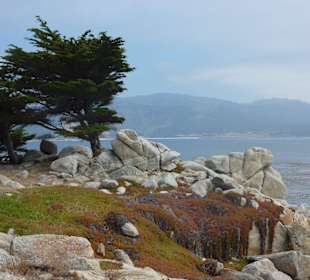 Landschaft am 17 Miles Drive