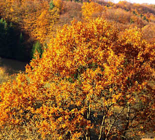 Das sieht man nur im Herbst
