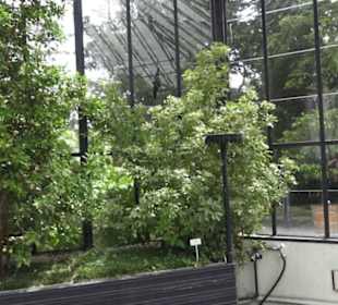 Alter Botanischer Garten