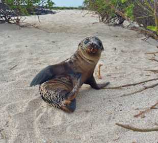 San Christobal - Galapagos