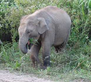 Nationalpark Minneriya