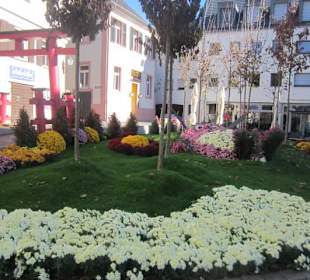 Chrysanthema Lahr