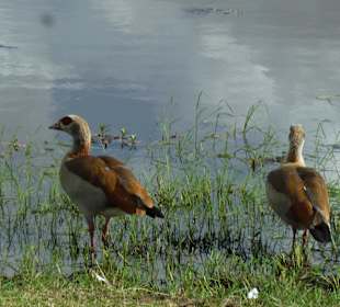 Nilgänse