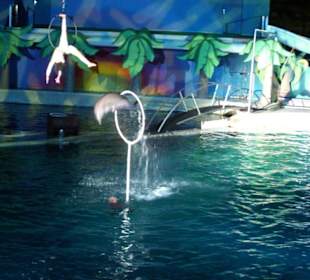 Pokaz delfinów wieczorne show