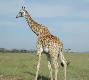 Giraffe in der Serengeti