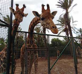 Любопытные жирафы 1