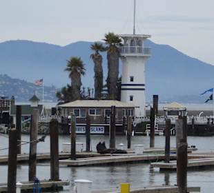 Leider nur ein paar Seehunde