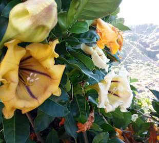 Wandern Puerto de la Cruz