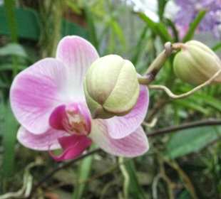 Orchideen im Botanischen Garten