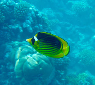 Schnorcheln Makadi Bay