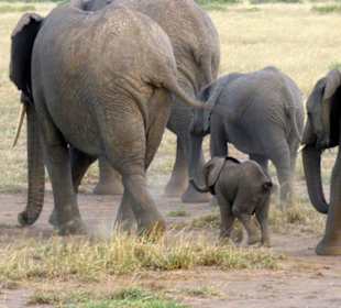 Amboseli