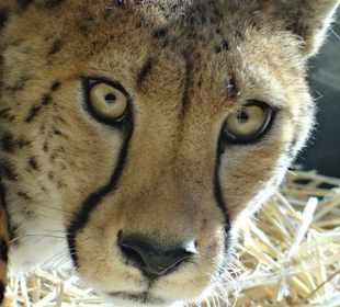 Gepard