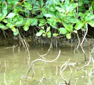 Fahrt auf dem Daintree River
