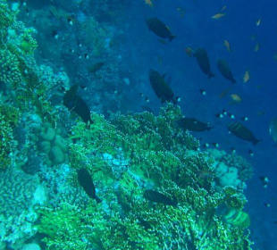 Fische am Hausriff des Hotel Flamenco Beach Resort