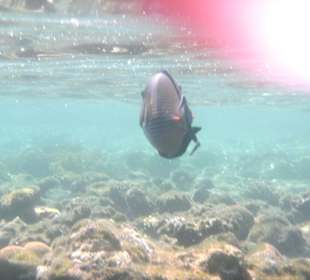 Tolle Unterwasserwelt