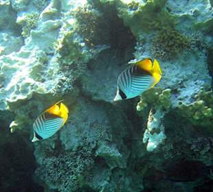 Fähnchefalterfische