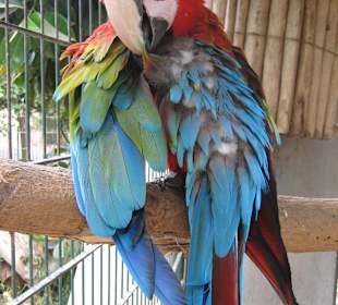 Vogelpark in der Nähe vom Hotel Atlantic