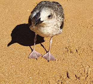 Praia de Nossa Senhora da Rocha
