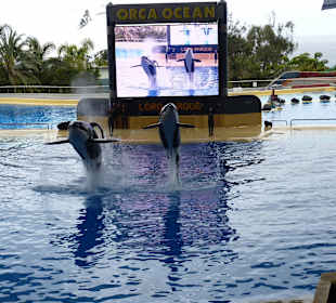 Orca Show