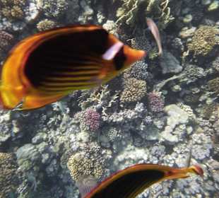 Schnorcheln Makadi Bay