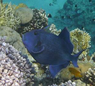 Rotzahn-Drückerfisch (40 cm)