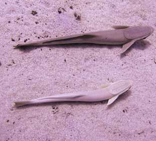 Podwodne życie w Abu Dabab