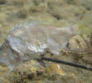 Qualvolles Sterben im Naturschutzgebiet