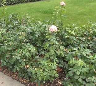 Innerer italienischer Rosengarten