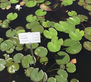 Botanischer Garten der Universität Zürich