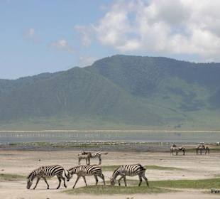 Ngorongoro