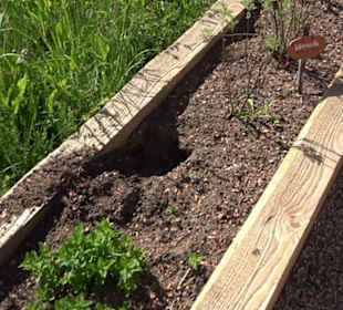 Arzneipflanzengarten Klosterreichenbach