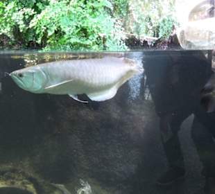 Tierpark Hellabrunn - Fische