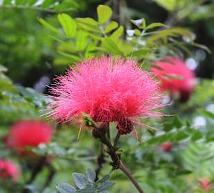 Botanischer Garten Puerto de la Cruz
