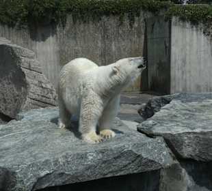 Eisbär