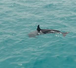 Schnorcheln El Fanadir Riff Hurghada