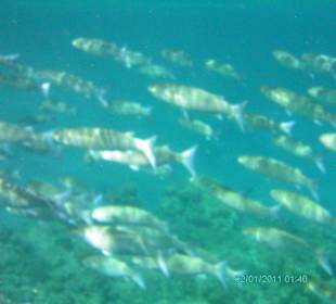 Sharm el Naga