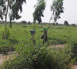 Typische Art des Transportierens