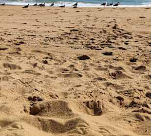 Praia de Nossa Senhora da Rocha