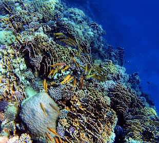 Schnorcheln Marsa Alam