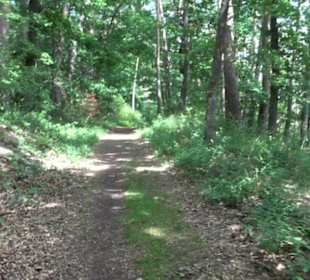Schutzgebiet Spitzberg, Pfaffenberg