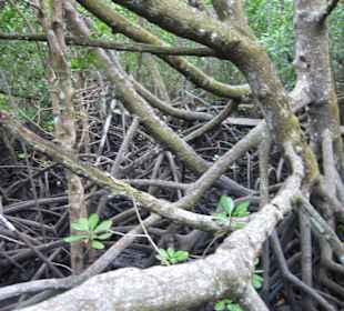 Mangroven