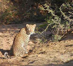 Leopard auf der Leopardtour ( ohne Funkhalsband )