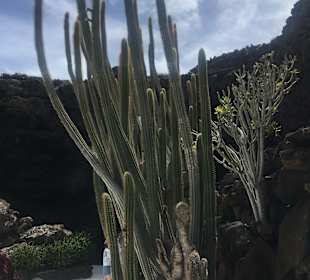 In den Himmel wachsen