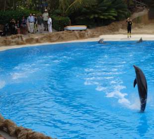 Delfin Show