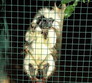 Affenkäfig grosszügig angelegt