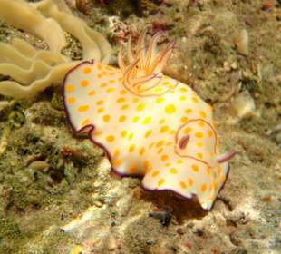 Schnecke